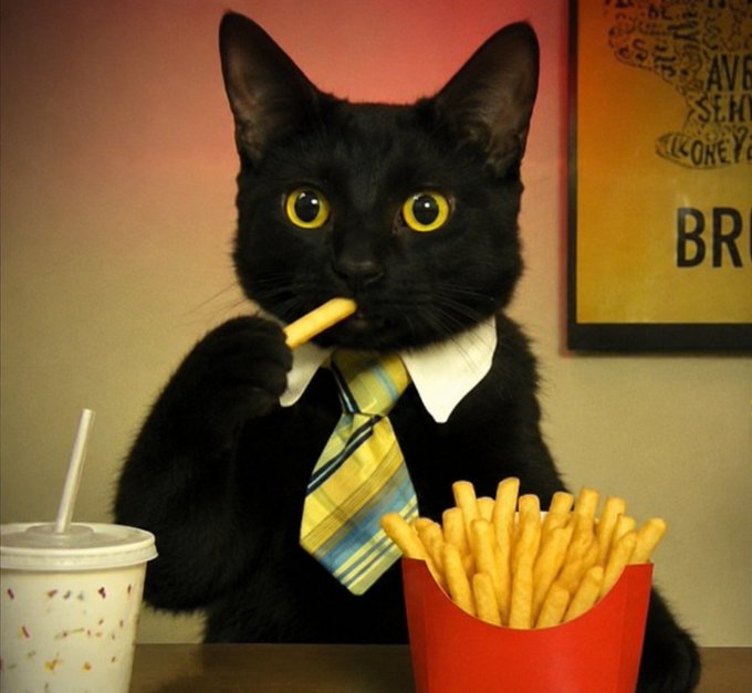 Business Cat artwork 4
